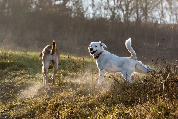 Due cani sul prato — Foto Stock