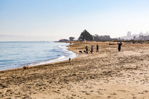 View to the beach of the Crissy Field Park, San Francisco — Stok fotoğraf