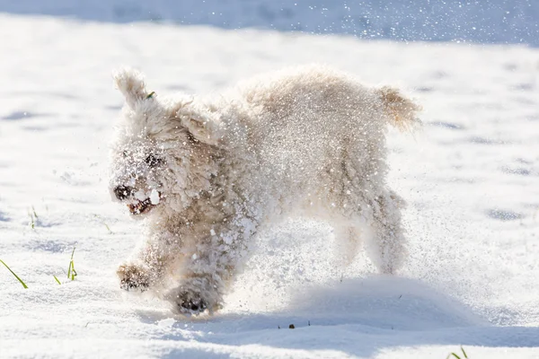 Caniche blanche jouant dans la neige — Photo