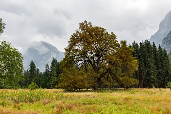 Drzewa w parku narodowym yosemite — Zdjęcie stockowe