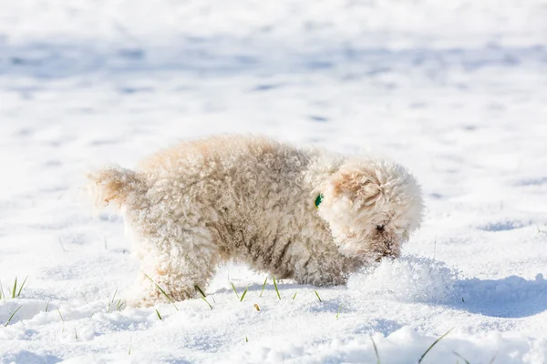 Caniche blanche jouant dans la neige — Photo