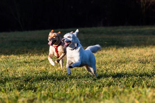 Cani rifugio misti all'esterno — Foto Stock