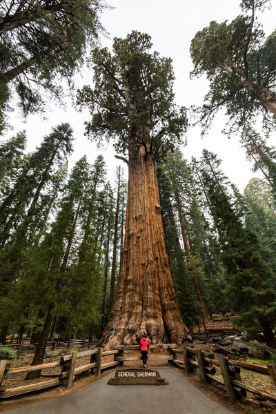 Girl in Sequoia National Park