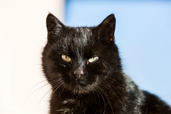 Porträt einer schwarzen Katze — Stockfoto