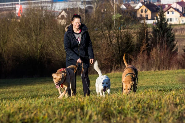 Mulher instruindo cães fora — Fotografia de Stock