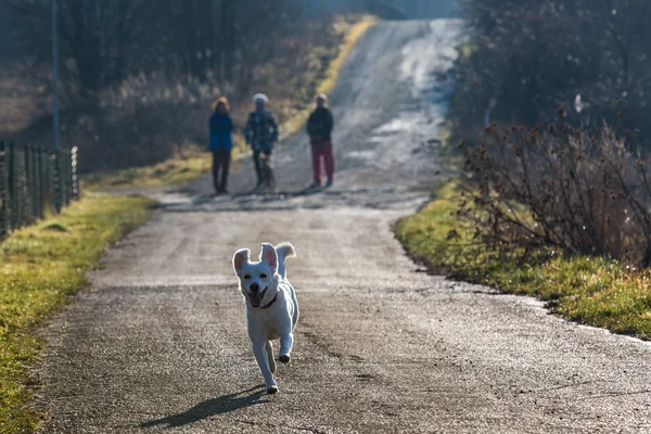 Branco cão abrigo correndo na estrada — Fotografia de Stock