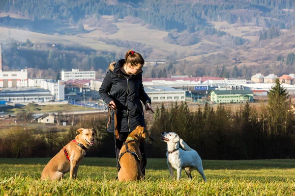 Mujer instruyendo perros fuera — Foto de Stock