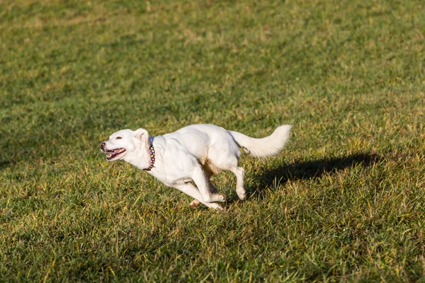 Schronienie biały pies — Zdjęcie stockowe