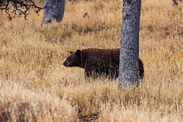 Bära i Sequoia National Park, Kalifornien — Stockfoto