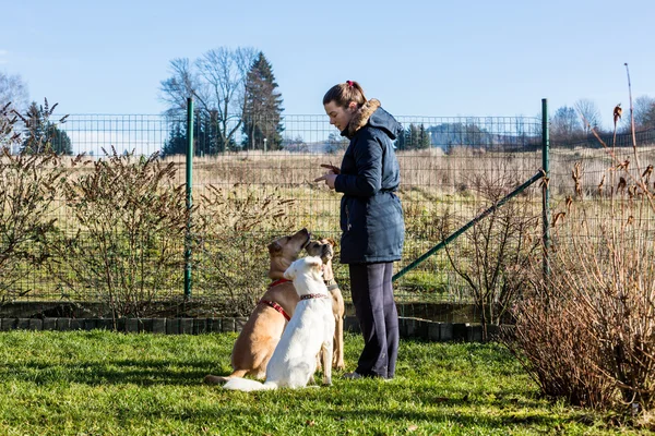 Mujer instruyendo perros fuera — Foto de Stock