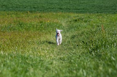 Çayır üzerinde beyaz kaniş