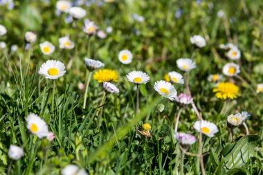 Bahar çiçekleri ve çim ile çayır
