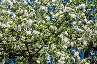 Çiçek açan elma ağacı