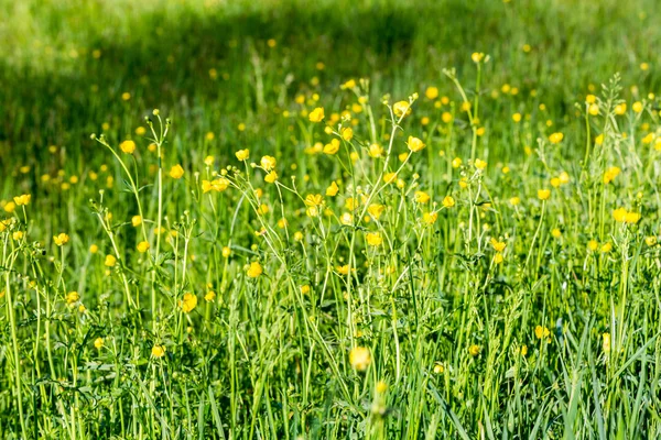 Gewone groene weide — Stockfoto