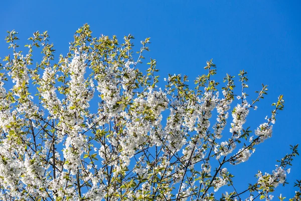 Mavi gökyüzü ile çiçeklenme elma ağacı