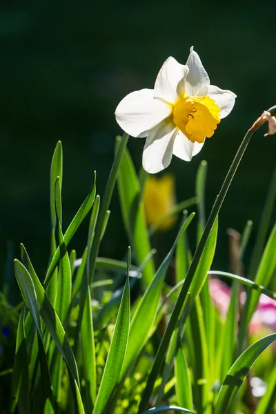 Detalhe da flor narciso — Fotografia de Stock