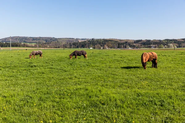 Вільні коні на зеленому лузі — стокове фото