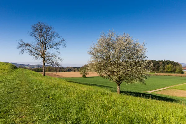 Campos cerca de Fislisbach, Suiza —  Fotos de Stock