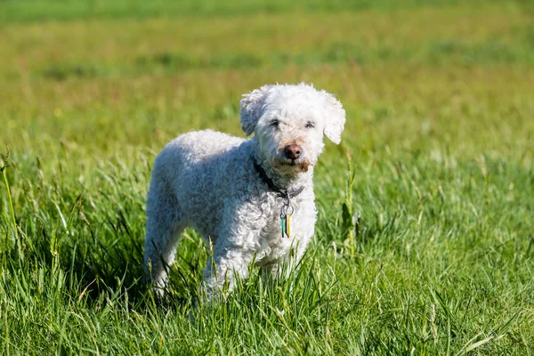 草地上的白色贵宾犬 — 图库照片