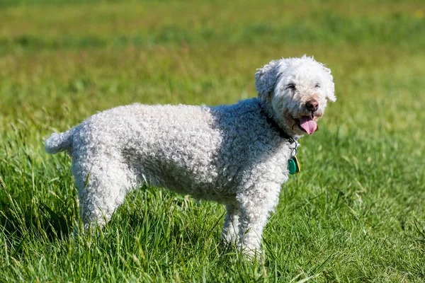 草地上的白色贵宾犬 — 图库照片