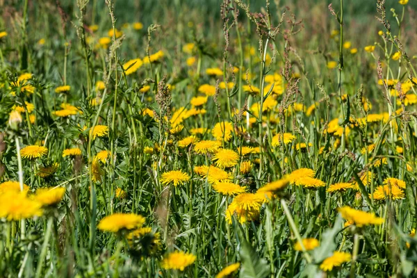 Prairie au printemps avec des fleurs et de l'herbe — Photo