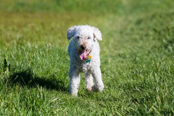 草地上的白色贵宾犬 — 图库照片