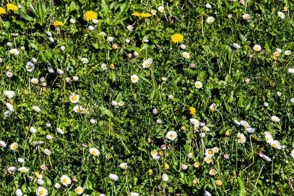 Prado na primavera com flores e grama — Fotografia de Stock