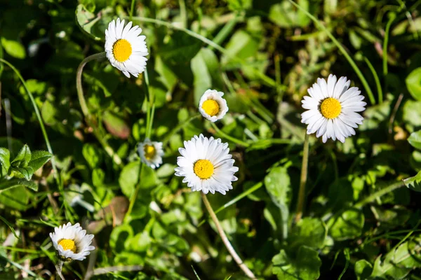 Weide in het voorjaar met bloemen en gras — Stockfoto