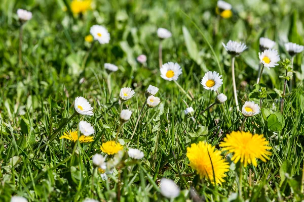 Äng på våren med blommor och gräs — Stockfoto