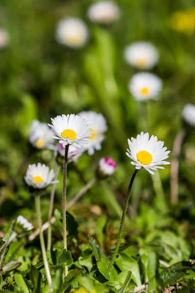 Łąka na wiosnę z kwiatów i traw — Zdjęcie stockowe