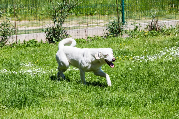 Valkoinen suoja pentu vihreässä puutarhassa — kuvapankkivalokuva