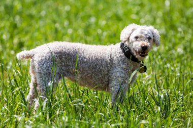 Çimenlerin üzerinde beyaz bir fino köpeği portresi