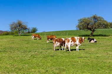 Swiss cows on meadow, Aargau, Switzerland clipart
