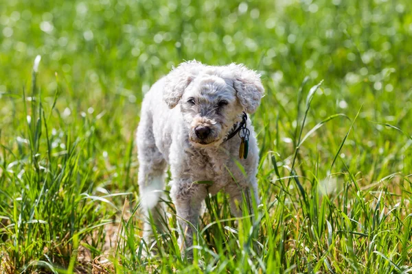 一个白色的狮子狗在草地上的肖像 — 图库照片