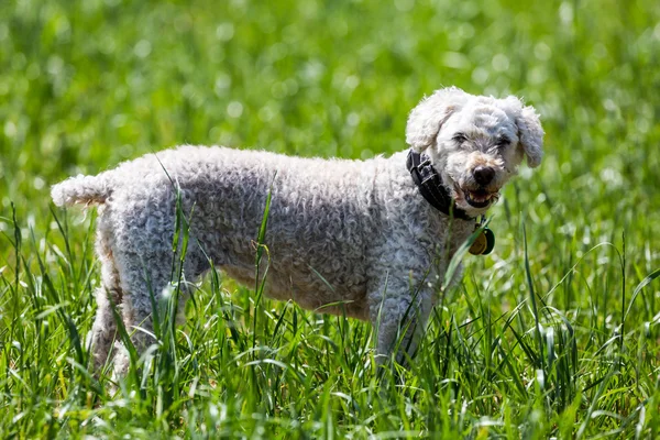一个白色的狮子狗在草地上的肖像 — 图库照片