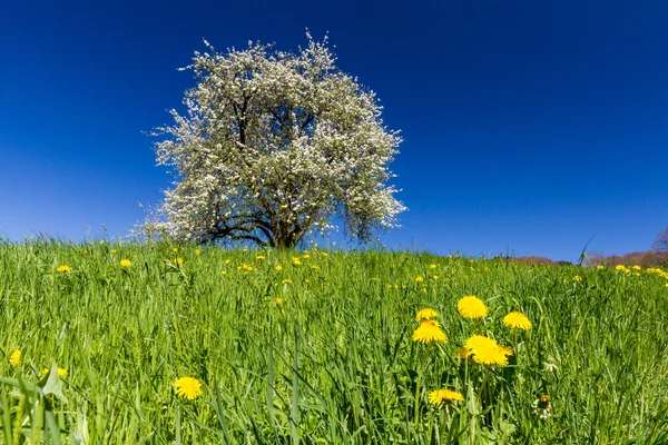 Blooming single apple tree — Stock Photo, Image
