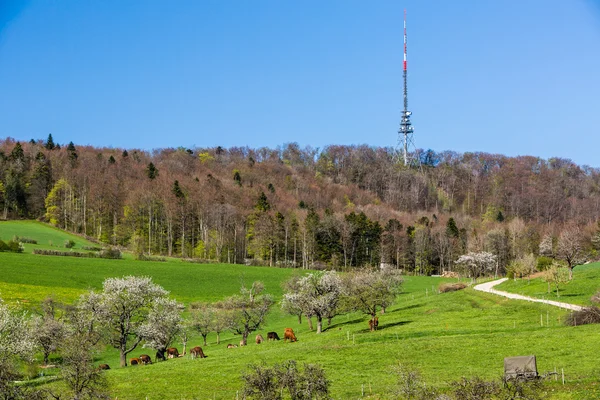 Vista de la montaña Wasserflueh, Suiza —  Fotos de Stock