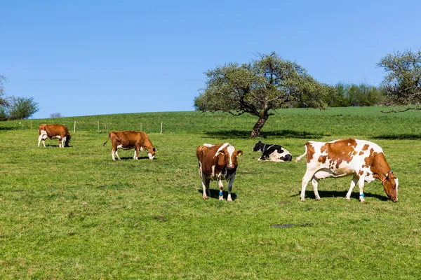 Швейцарские коровы на лугу, Ааргау, Швейцария — стоковое фото