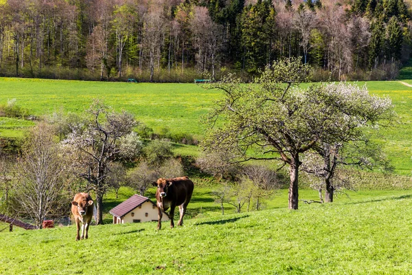 Szwajcarski krów na łące, Aargau, Szwajcaria — Zdjęcie stockowe