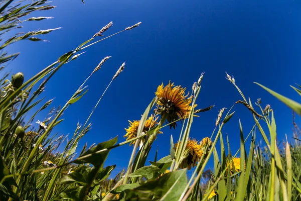 草甸与蒲公英的春天 — 图库照片
