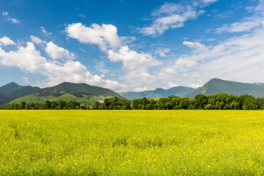 Doğa bölgede Liptov, Slovakya yaz 2015