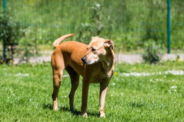 Kahverengi karma barınak köpek bir çayır, Slovakya