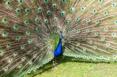 Görünümü güzel tavuskuşu duran bir Hayvanat Bahçesi, İsviçre