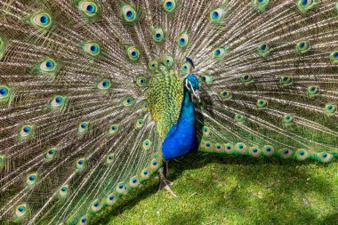 Görünümü güzel tavuskuşu duran bir Hayvanat Bahçesi, İsviçre