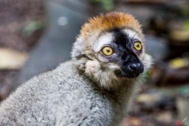 Bir hayvanat bahçesi bir Lemur görünümünü
