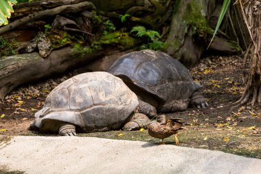 Bir hayvanat bahçesi iki kaplumbağalar görünümünü