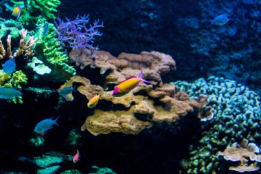 Gökkuşağı balıkları bir akvaryum bir hayvanat bahçesi