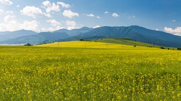 Nature in Liptov region, Slovakia in summer 2015 — Stock Photo, Image