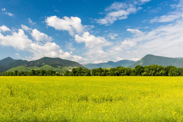 Nature in Liptov region, Slovakia in summer 2015 — Stock Photo, Image