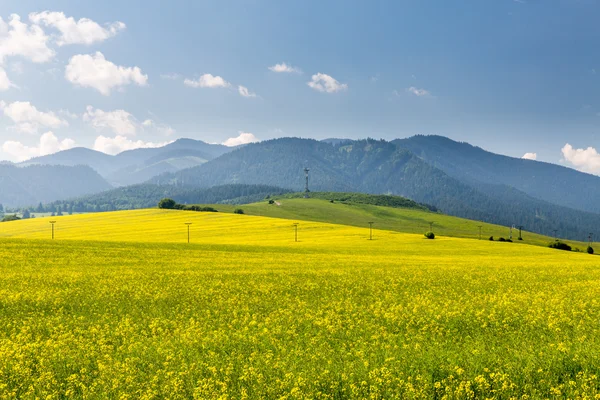Nature in Liptov region, Slovakia in summer 2015 — Stock Photo, Image